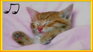 gatinho, gato, relaxamento, instituto, ayahuasca